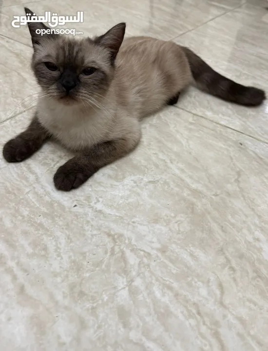 قطة سيامي بيور