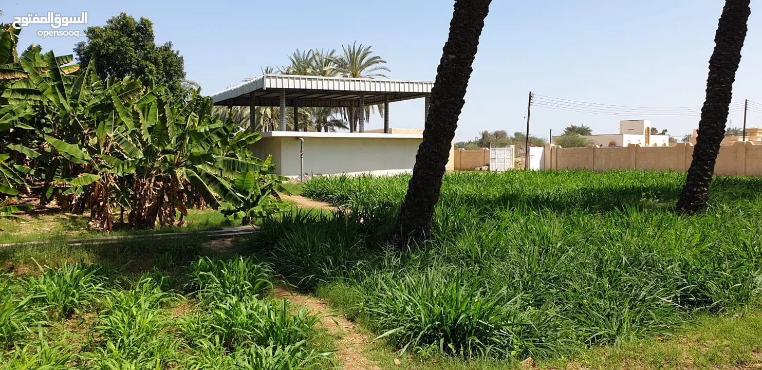 مزرعه للبيع في صحار (العوينات) مساحتها7.27 فدان