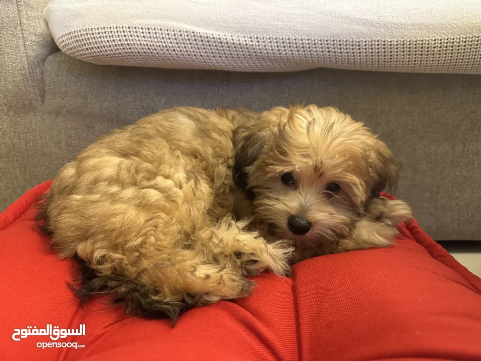 Beautiful male maltipoo is waiting for his lovely family