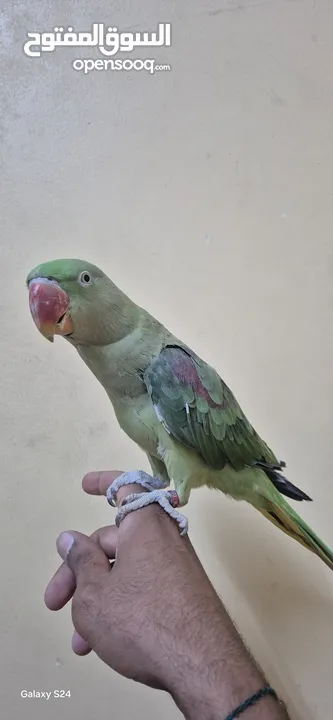 متوة نثية نيبالية أليفة ومتكلمة