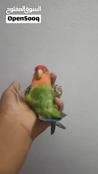 لافبيرد اليف