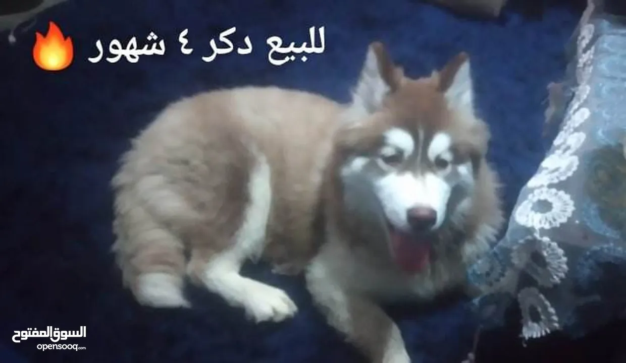 كلب هاسكي للبيع : Dogs Husky : Alexandria Camp Caesar (211218730)