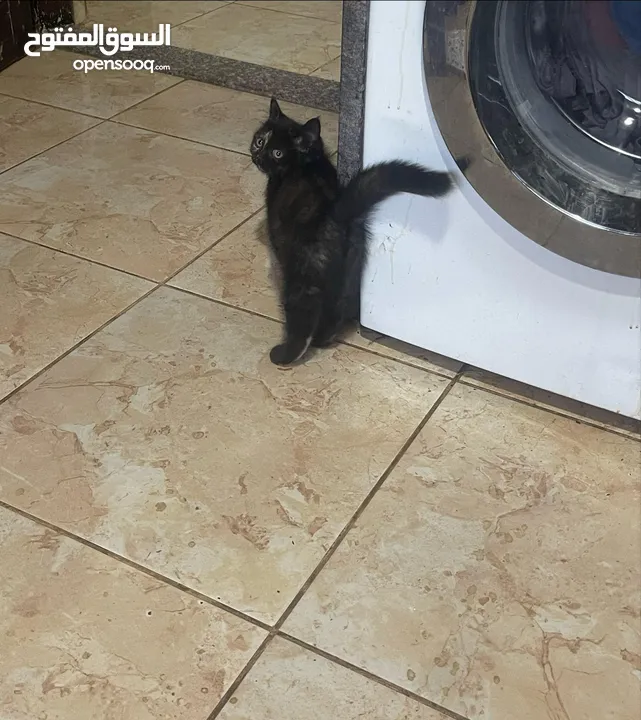 قططط من نوع سيامي ذكر و انثى