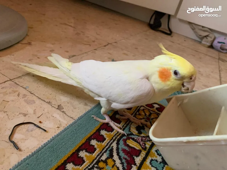 كوكتيل لاتينو مع قفصه للبيع