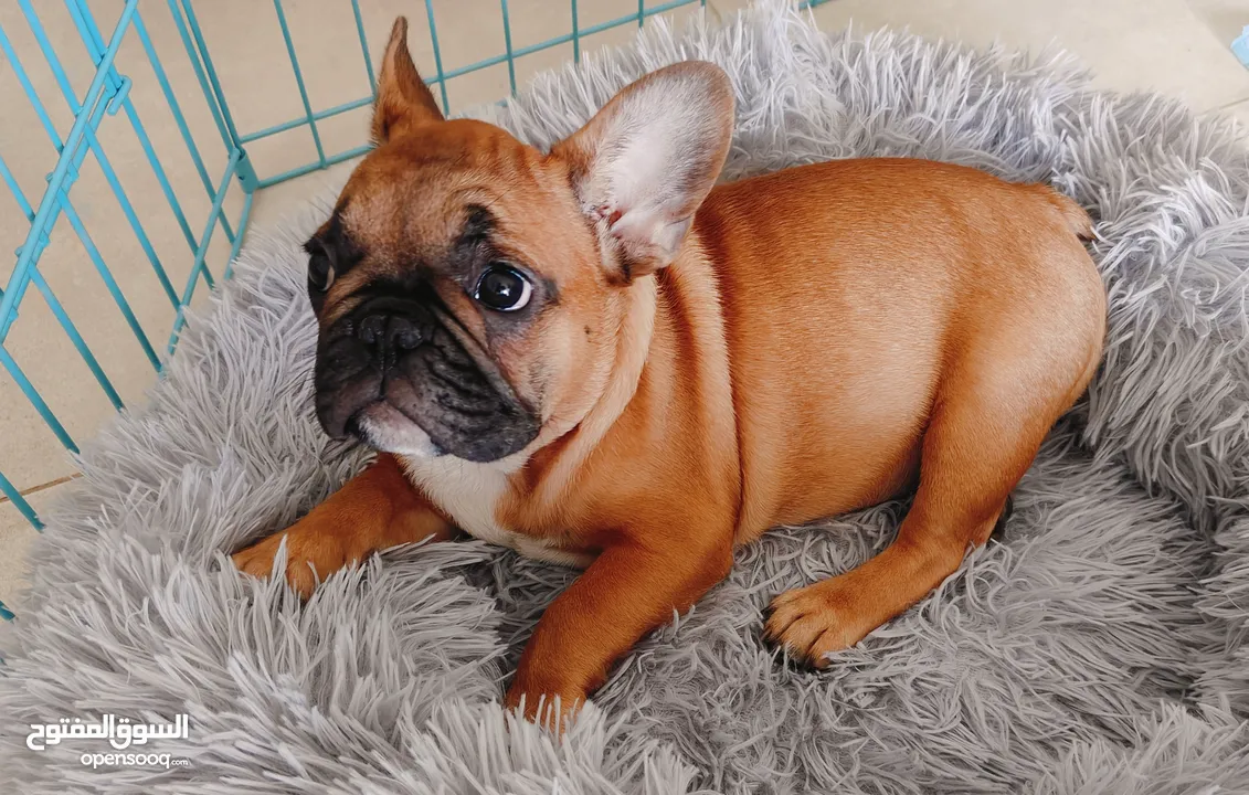 Cutest French Bulldog - Male 3 months old