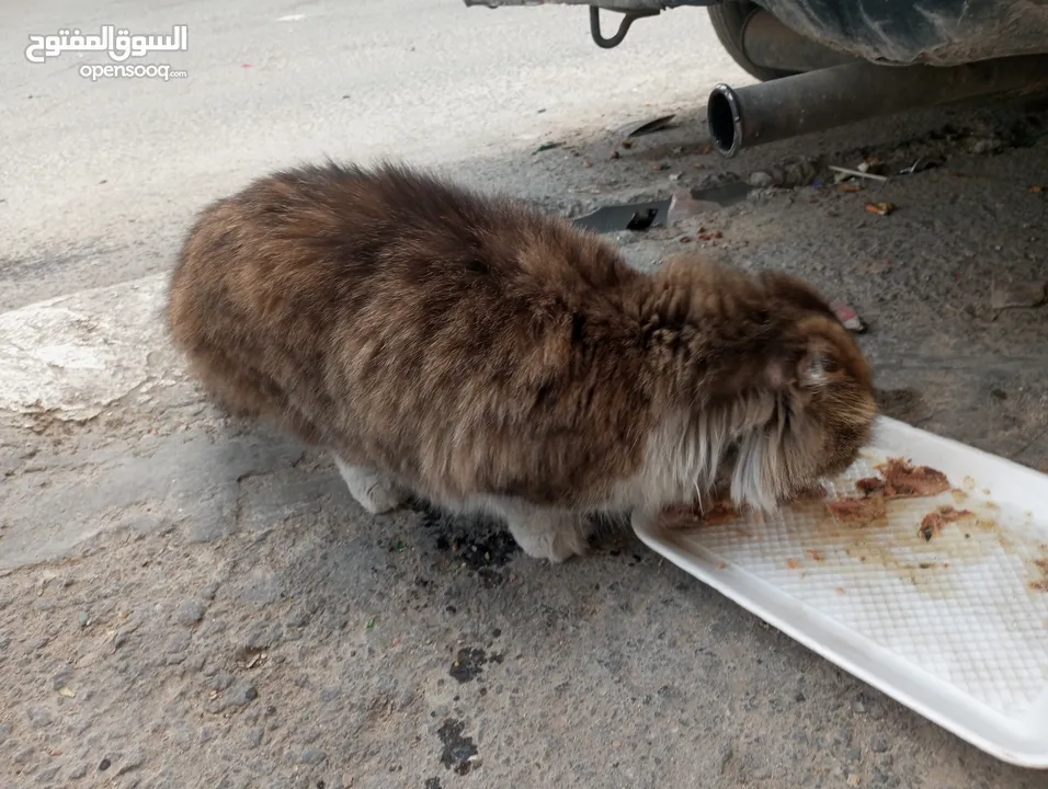 بس لطيف للمنزل للبيع ب 5دنانر