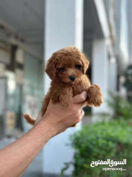 Toy poodle