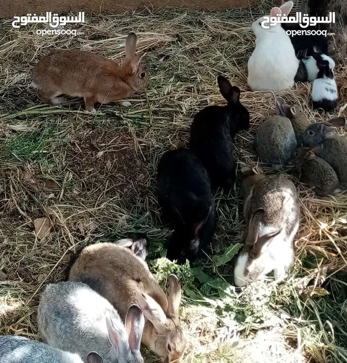 ارانب بلدي الاصلي بئقل السعار سعر حرق نارررررر
