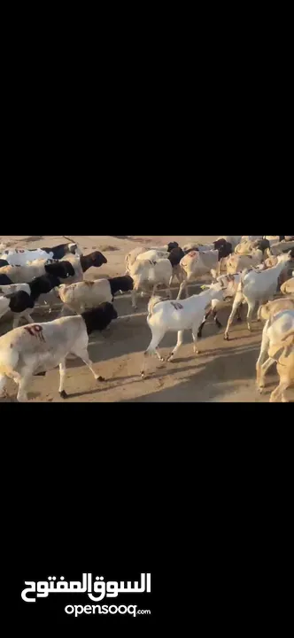 Somali Goats and sheeps