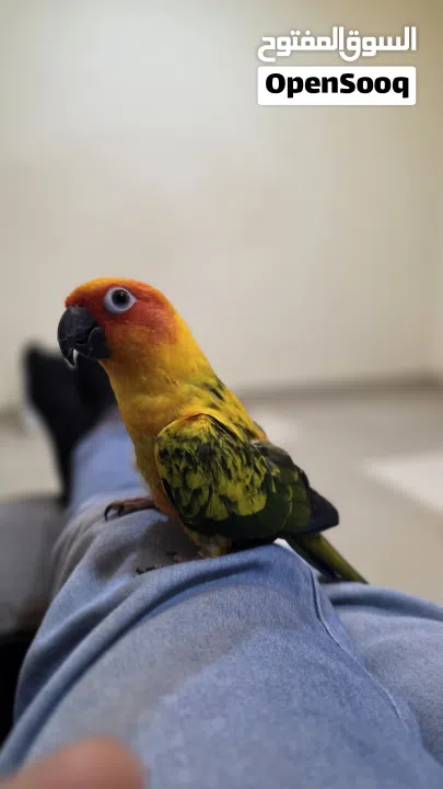 صن كنيور اليف جدا و لعوب للبيع لعدم التفرغ