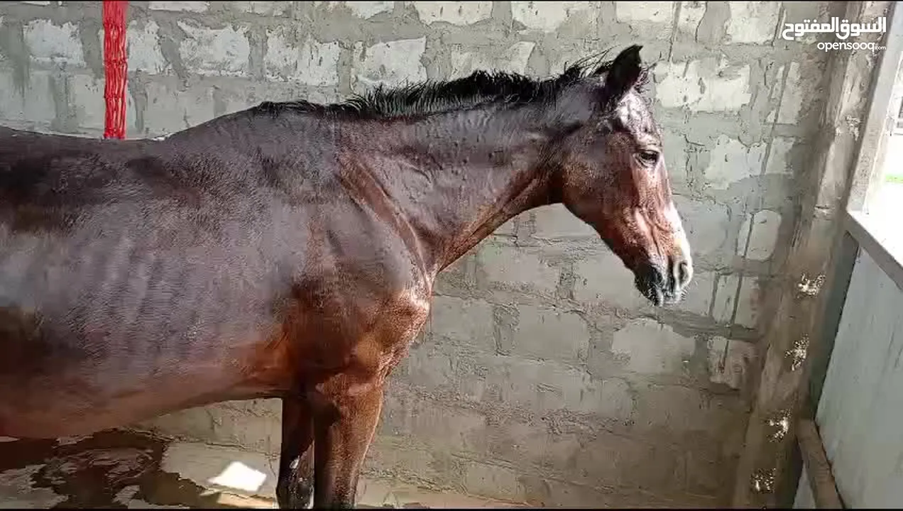 Horse for sale  فرس مصرية للبيع