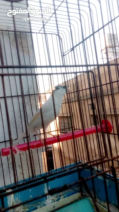 فحل صلاه النبي طول شبر
