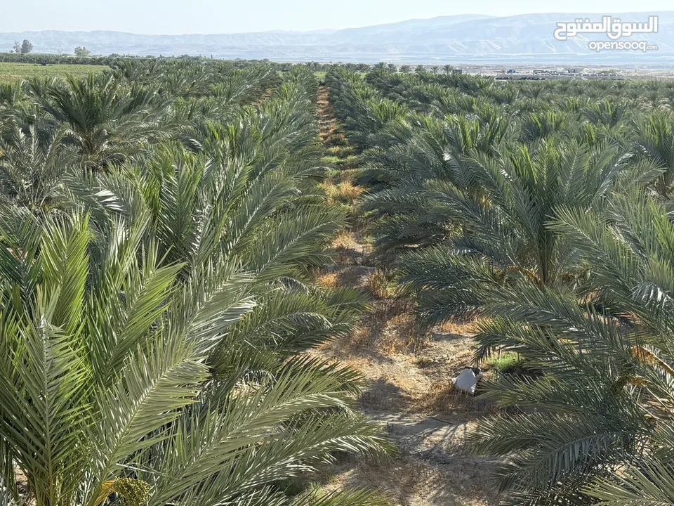مزرعة نخيل مجهول مثمر ومنتج  + شاليه مودرن للبيع بأجمل مناطق الغور بالقرب من سد الكرامة 60 ك من عمان