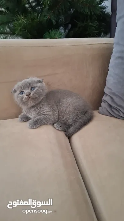 أنثى سكوتش فولد