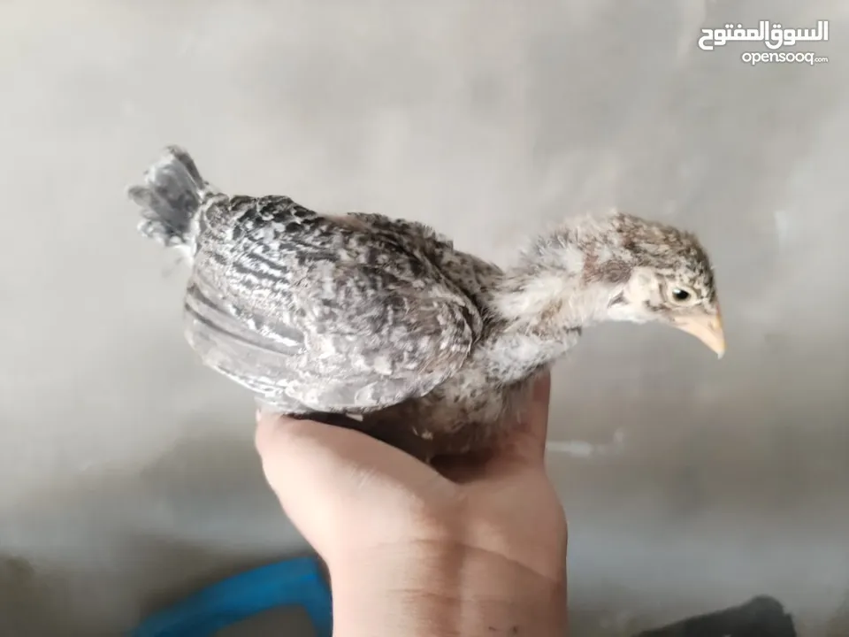 صيصان بلدي عمر شهرين جوده عاليه