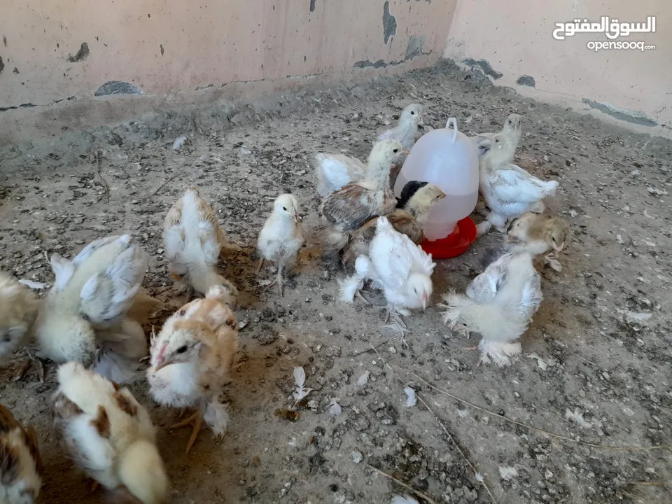 صيصان براهما مستويات عالية