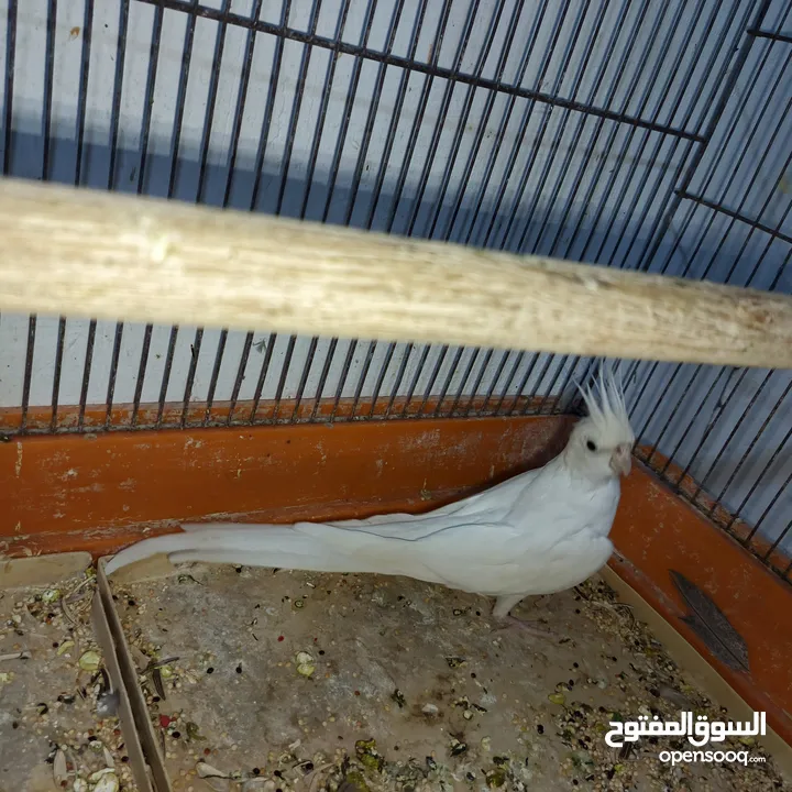 جواز كوكتيل البينو منتجات للبيع