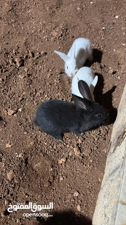 أرانب كلهم فرنسي و في جاجة