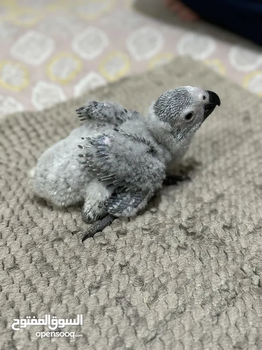 فرخ كاسكو انتاج محلي - African gray parrots local breeding