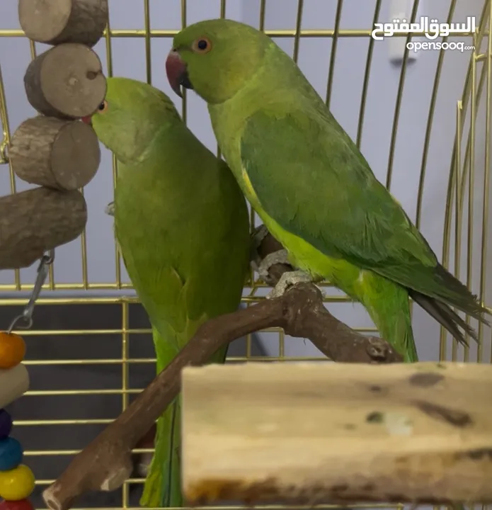 زوج ببغاء الدره الهندي  Indian Ringneck parrot pair