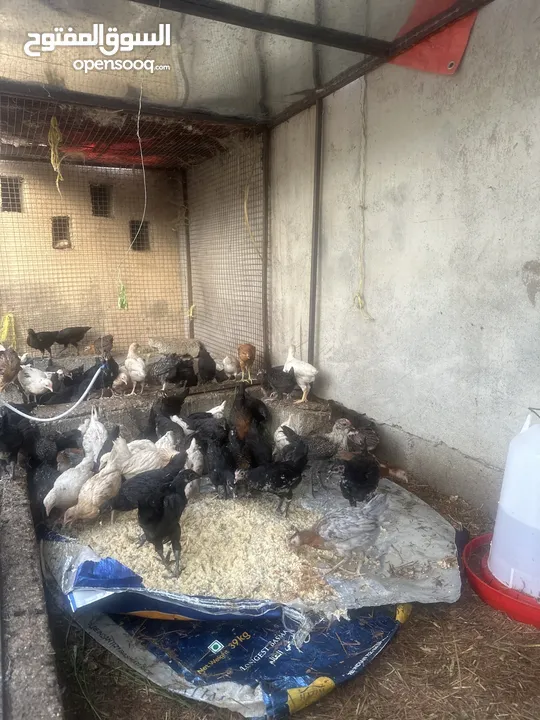دجاج عمانيه لبيع