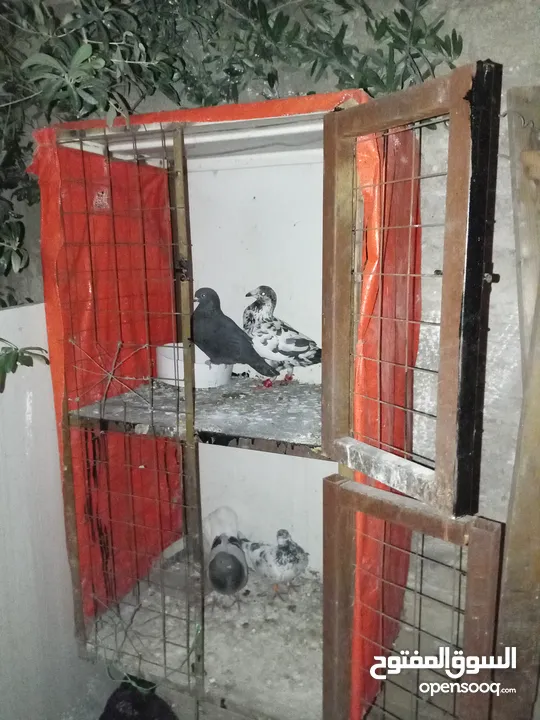 جوزين حمام مع الخشه