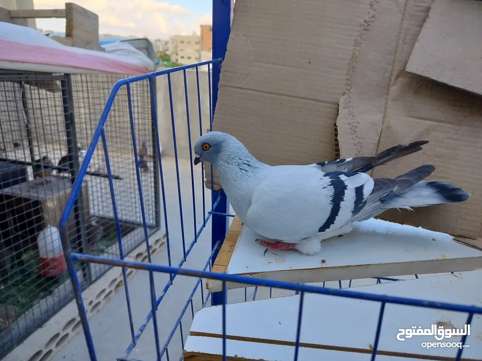 حمام بلدي وانواع اخره   بحاله ممتازة شغالات 14جوز وهاي بعض الصور