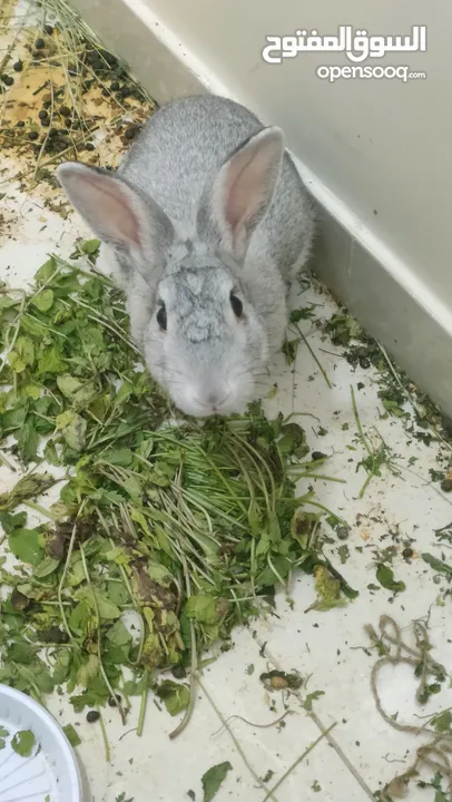 Beautiful Rabbit pair