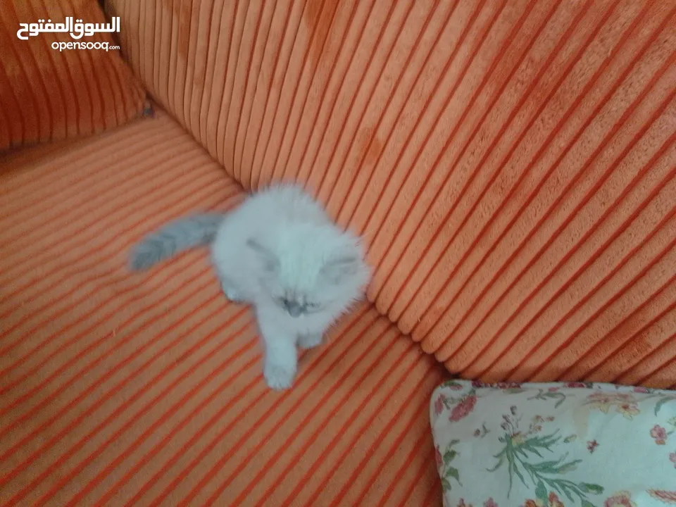 قطة هملايا صغيره للبيع