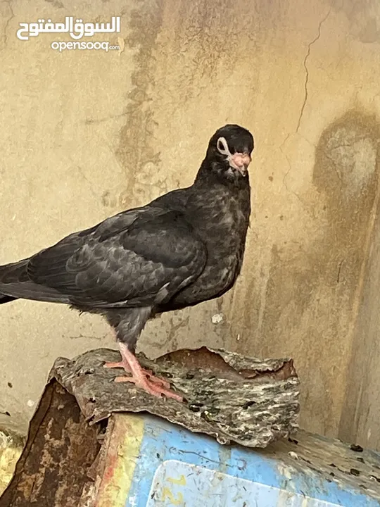 كوم حمام للبيع