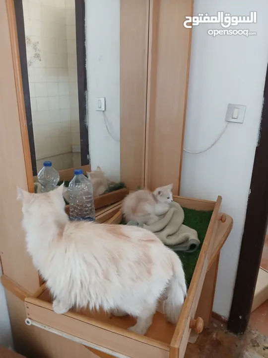 قطة انثى و ابنتها شينشيلا