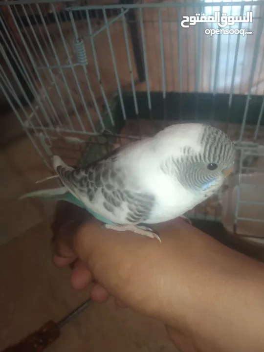 عصافير حب بادجي 2 مع القفص