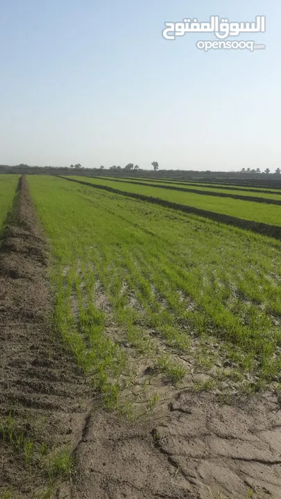 ارض زراعية للبيع ( سعر مناسب ) في الحلة بابل منطقة المحاويل جة الخط السريع الدولي
