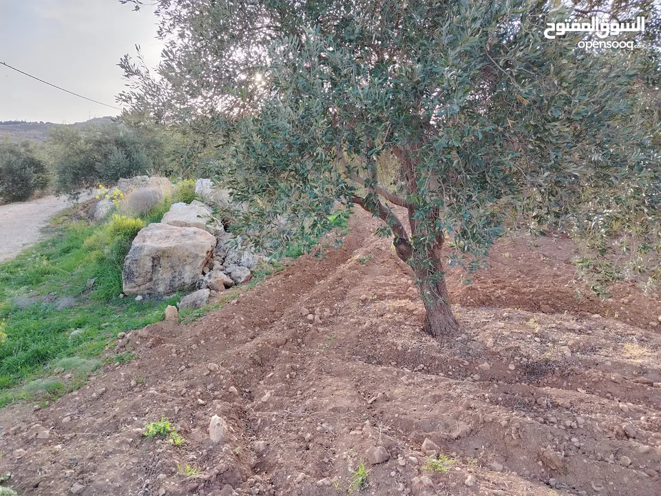 مزرعة زيتون ملوكية اطلالة ع الغرب و جبال فلسطين ع ثلاث شوراع قرب شارع الستين ثغرة السلطان