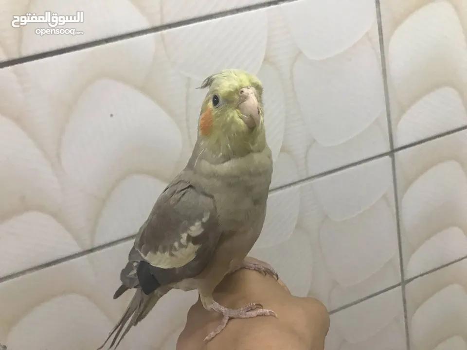 ككتيل اليف 1000/1000