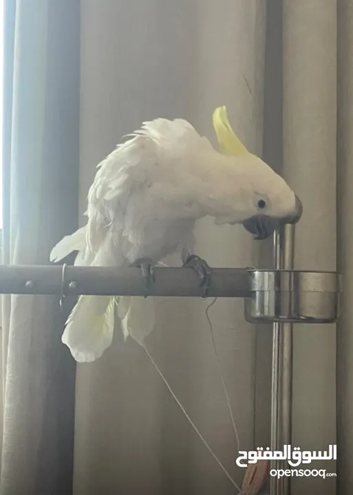 Jumbo Cockatoo kasko Amazon