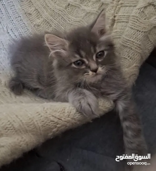 كتن شانشيلا  شعر طويل   العمر شهرين جاهزين لبيتهم الجديد