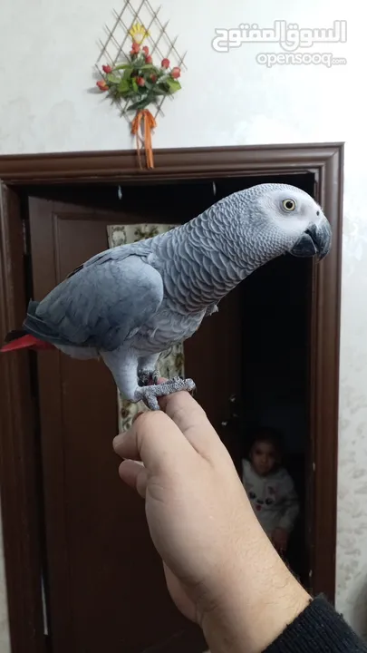 كاسكو كلام مفتوح البيع عل سمع