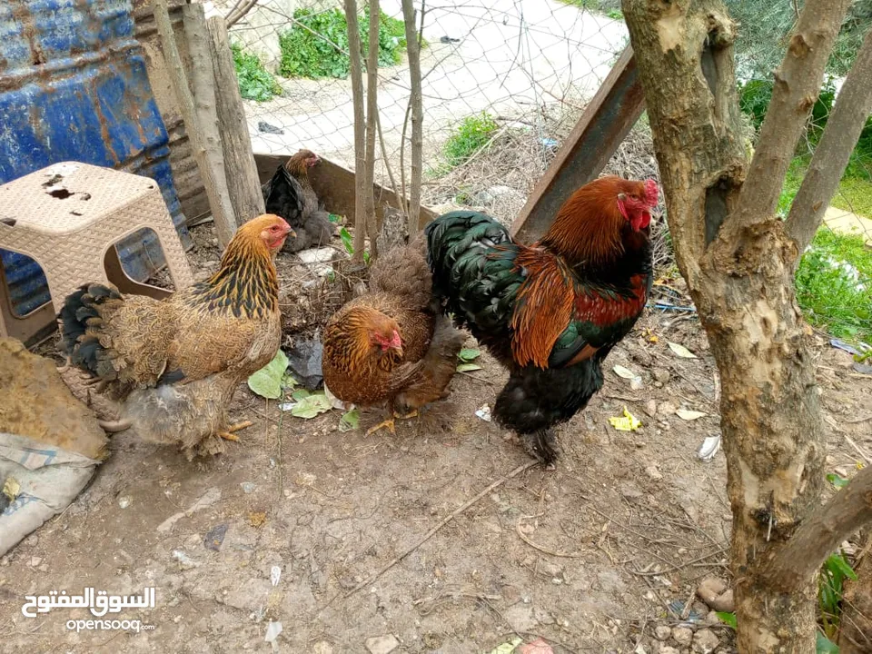 بيت دجاج براهيم وباكستاني