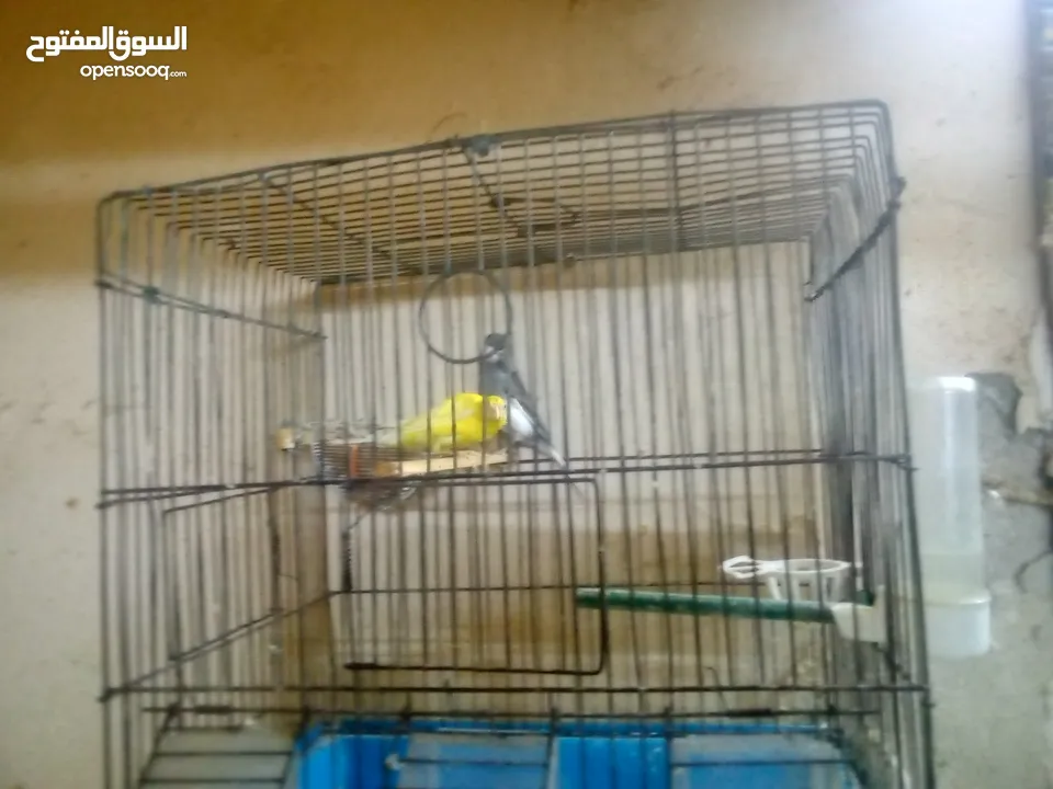 جوزرن كنار