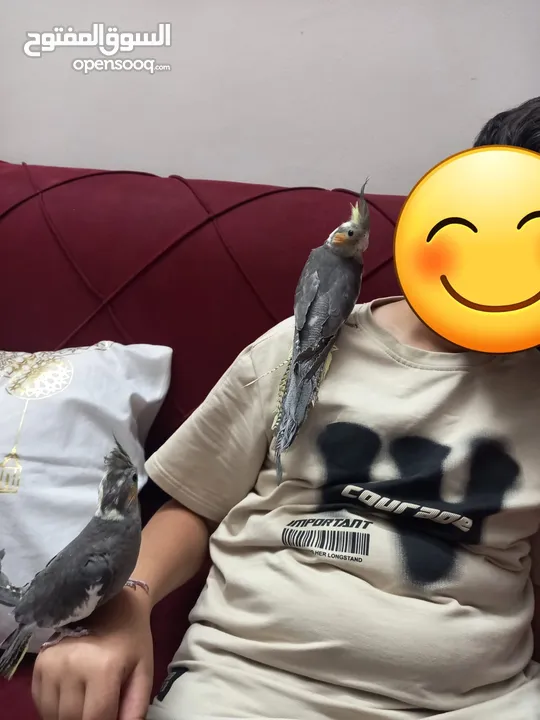 ببغاء كوكتيل اليف جدا جدا بطلع عالايد ومابعض بالمره شوف الفيديو 20
