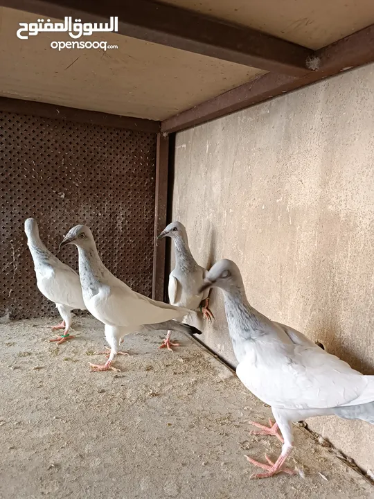 يهوديات المنيم