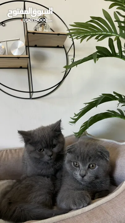 The Scottish Fold and Straight Blue are very high standard