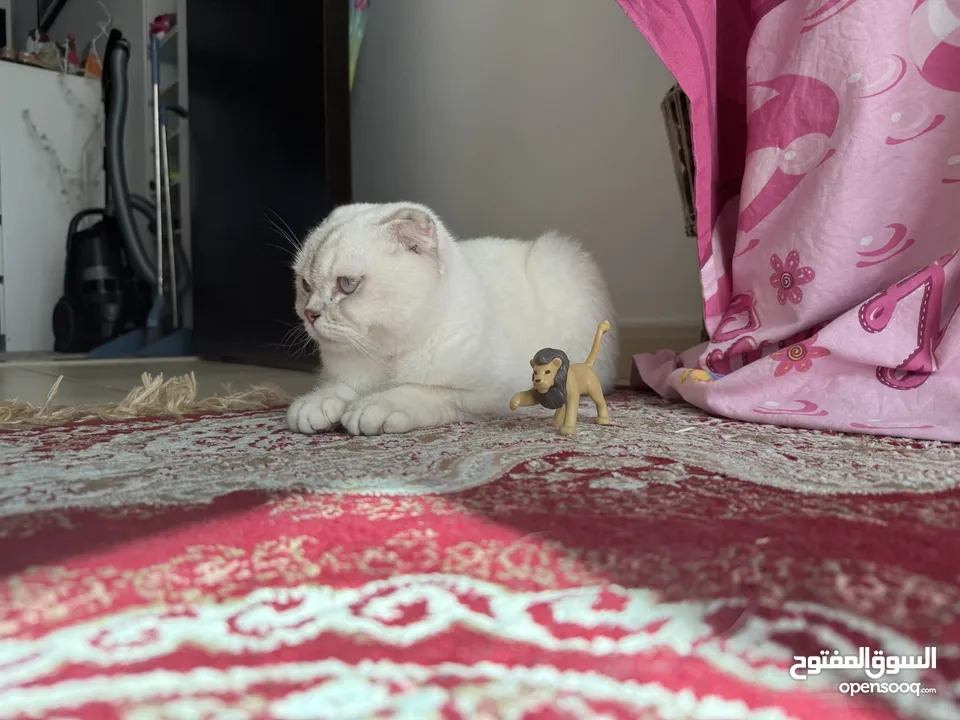 Snow Scottish fold ( male cat)