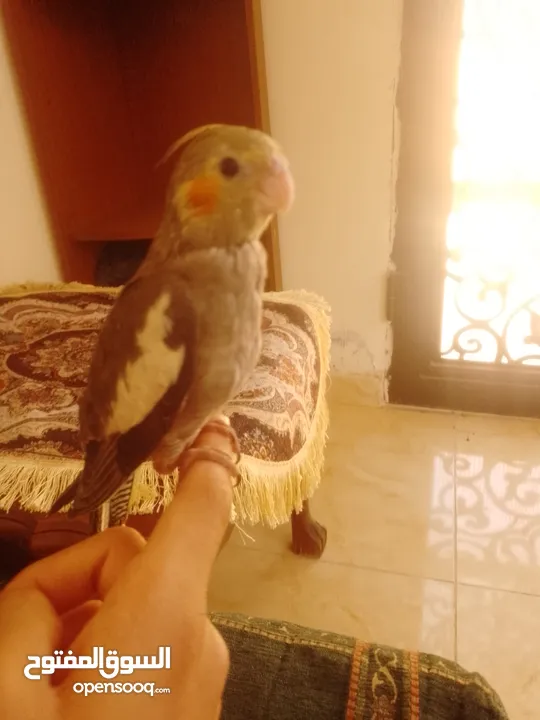 ببغاء كوكتيل اليف جدنننننن