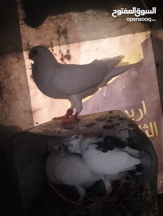 حمام صلاة على نبي شغال