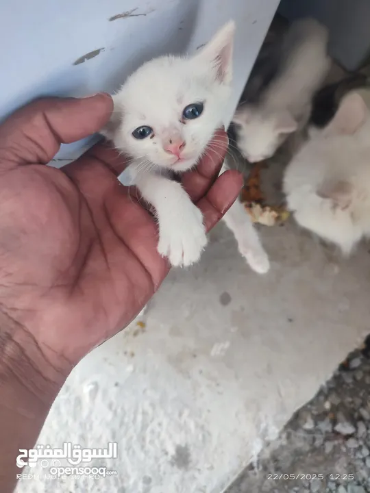 kitten 1month aged