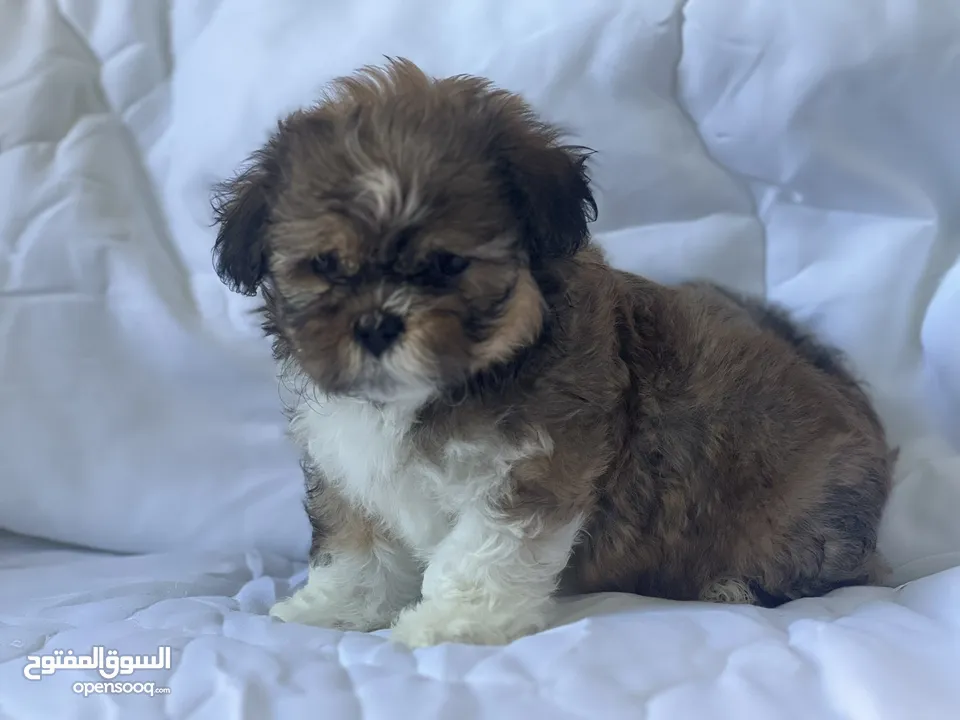 Shih Tzu home breed