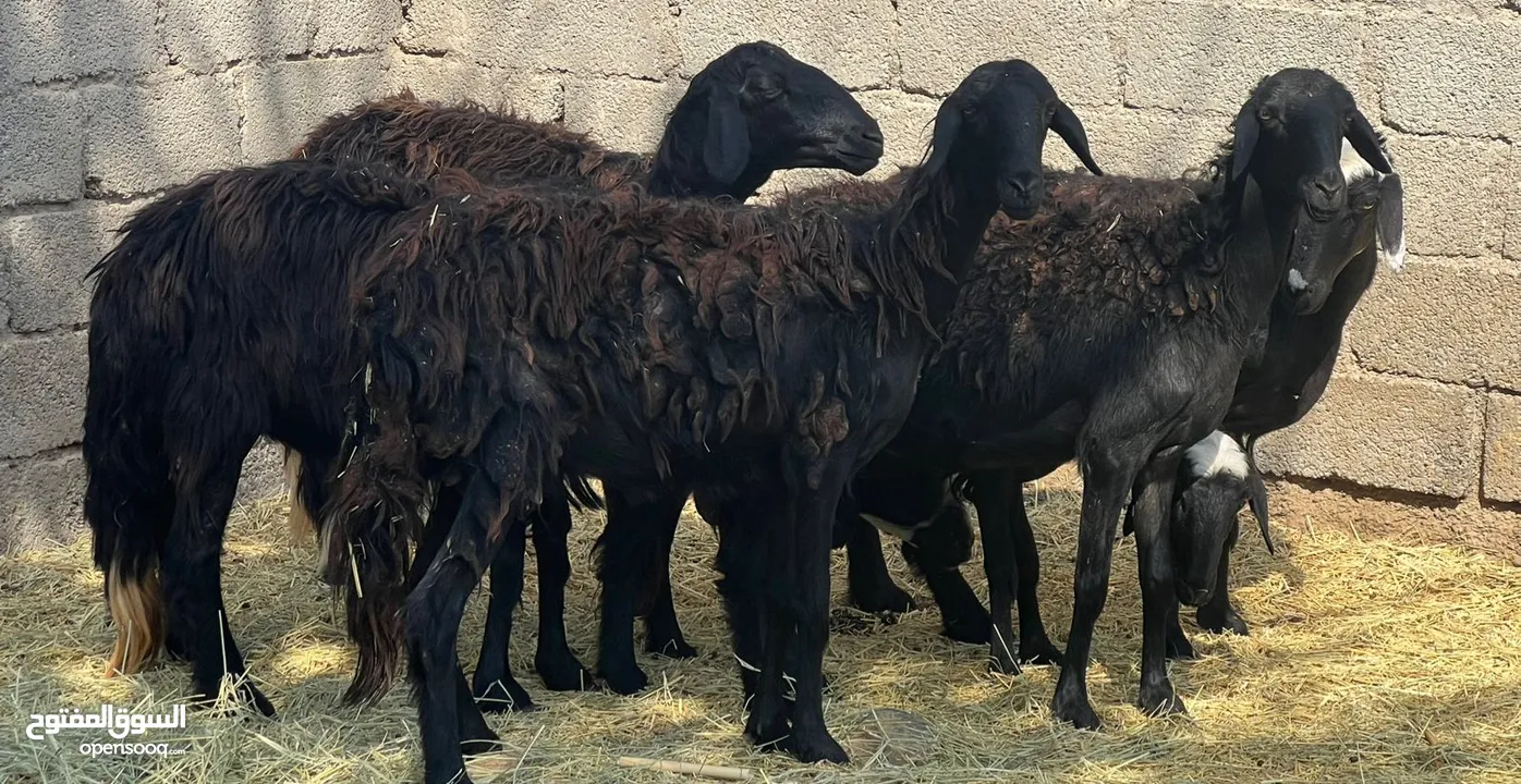 جعد عمانيات الحجم الكبير اغلبهن عشرات وبعضهن يتاومن حلال طيب للتربيه جاهزات كل شي سليم