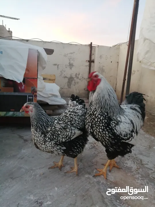 بيض فواخر دجاج الزينة العملاق والمقزم للفقاسات نظام اطقم كما موضح بالصور
